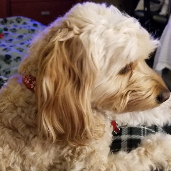 Meet your Posher, Sam - Picture 1 of 1